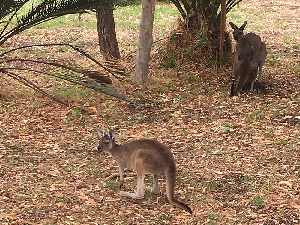 Beware of the roo&#39;s this week. 